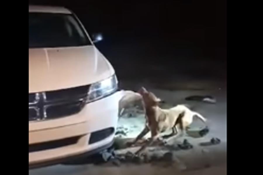 Ήθελε να πυροβολήσουν τον σκύλο επειδή έτρωγε το αυτοκίνητο (+video)