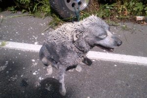 Ατύχημα… αφηρημένης τέχνης με 42 κιλά χρώμα