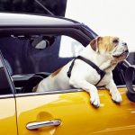 Το νέο MINI και ο... Spike το μπουλντόγκ