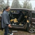 Αρκούδες διέλυσαν το εσωτερικό ενός Honda