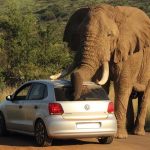 VW Polo χρησιμοποιήθηκε από ελέφαντα για... ξύσιμο!