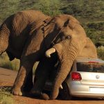 VW Polo χρησιμοποιήθηκε από ελέφαντα για... ξύσιμο!