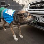 Αστυνομικοί σκύλοι στην υπηρεσία παράνομης στάθμευσης!