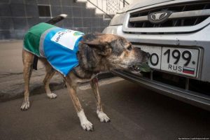 Αστυνομικοί σκύλοι στην υπηρεσία παράνομης στάθμευσης!