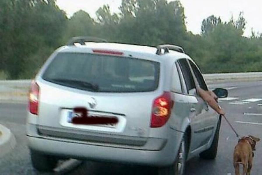Βόλτα σκύλου με το αυτοκίνητο για πολλές καταγγελίες!