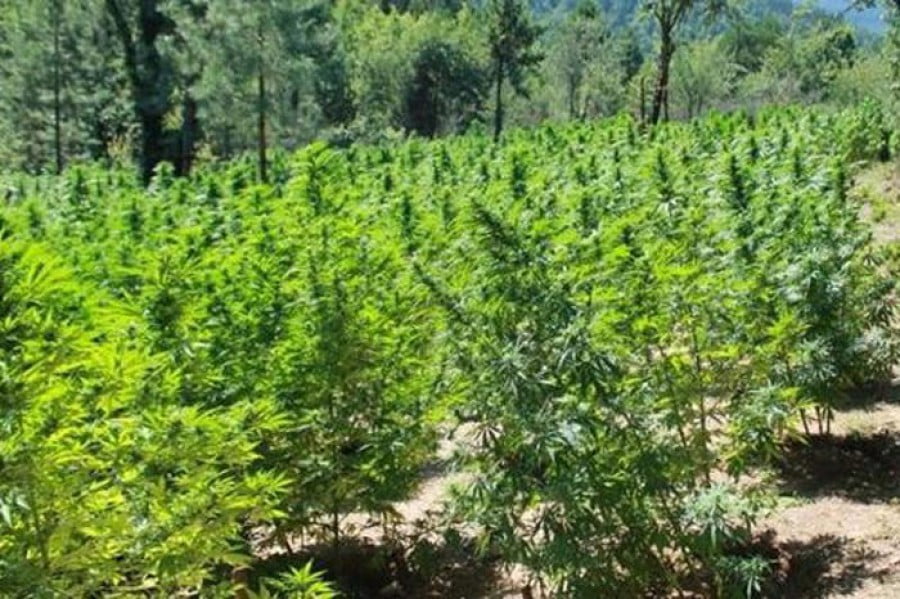 Φυτεία κάνναβης ανακαλύφθηκε στη Λακωνία