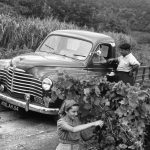 Renault-COLORALE-(1)