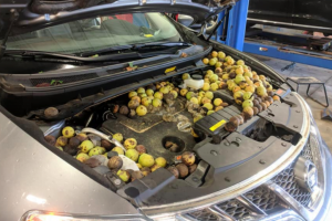 skiouros check engine