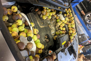 skiouros check engine2