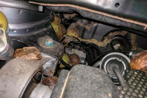 skiouros check engine7