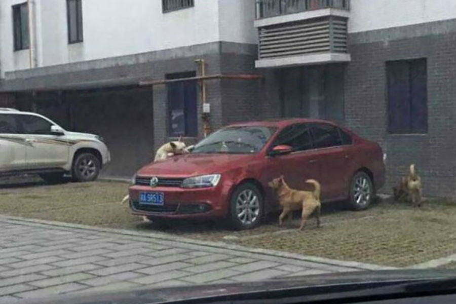 https://autogreeknews.gr/wp-content/uploads/2018/10/vw-dog3.jpg