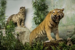 goulandri-museum-(1)