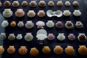 goulandri-museum-(10)