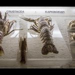 goulandri-museum-(11)