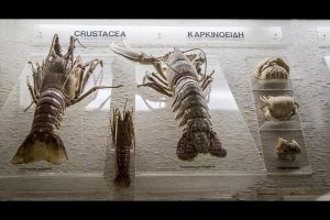 goulandri-museum-(11)