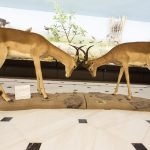 goulandri-museum-(2)