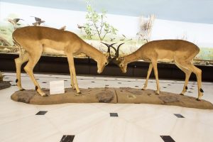 goulandri-museum-(2)