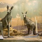 goulandri-museum-(3)