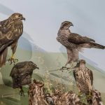 goulandri-museum-(4)