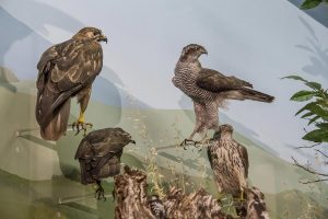 goulandri-museum-(4)