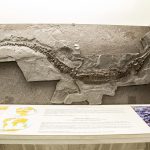 goulandri-museum-(5)