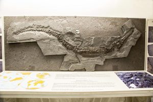 goulandri-museum-(5)