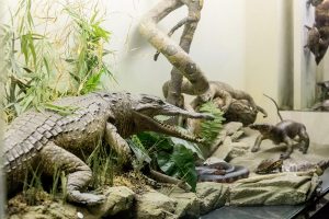 goulandri-museum-(9)