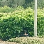 Cop_bushes_caught_1