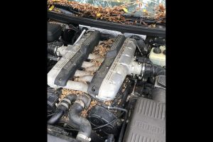 ferrari-abandoned-(12)