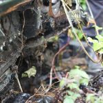 Abandoned_Jaguar_E_Type_5