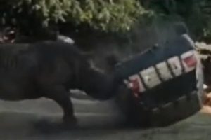 Rhino_Smashes_Car