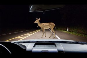 animal-on-road