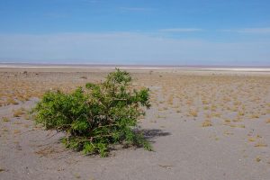 VOLKSWAGEN—LITHIUM-Q&A_ATACAMA_1