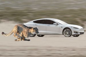 tesla cheetah mode2