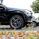 GOLDENER_GEIER-2020-(5)