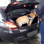 money-laundering-cars-(5)