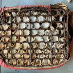 1952 corvette seats 6