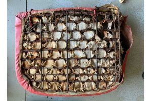 1952 corvette seats 6