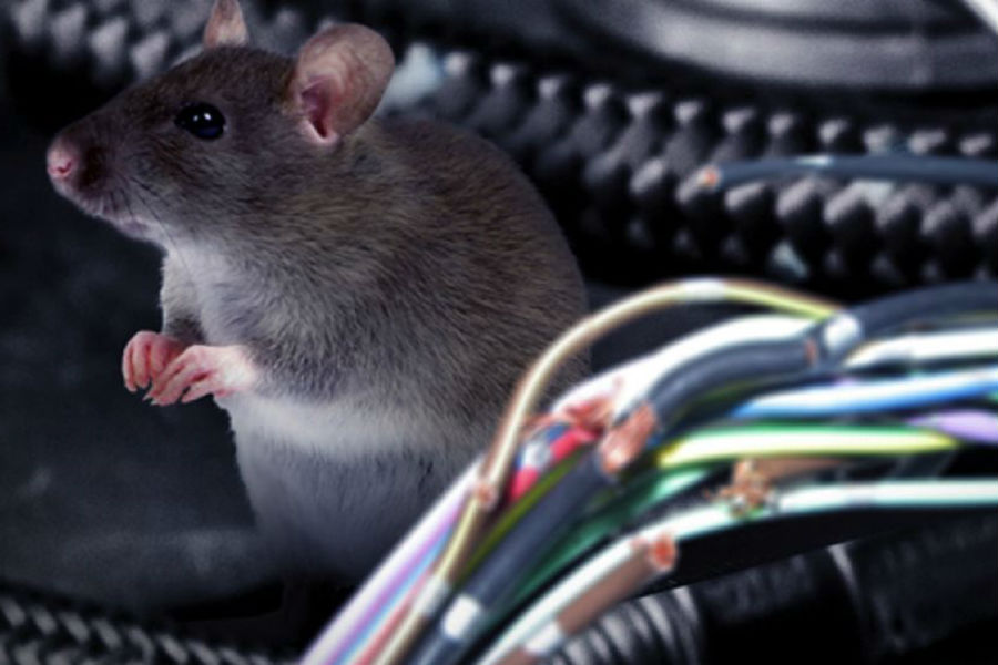 Γιατί τα ποντίκια τρώνε τα καλώδια στα αυτοκίνητα;
