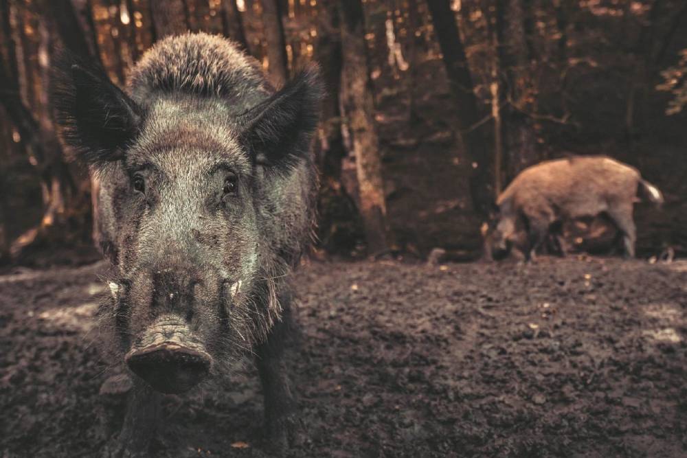 https://autogreeknews.gr/wp-content/uploads/2021/07/wild-hogs.jpg