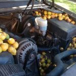 nuts in chevy avalanche's engine bay (4)