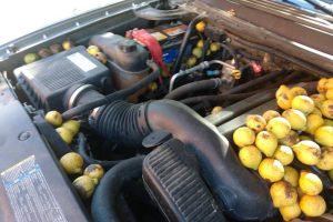 nuts in chevy avalanche’s engine bay (7)