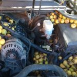 nuts in chevy avalanche's engine bay (8)