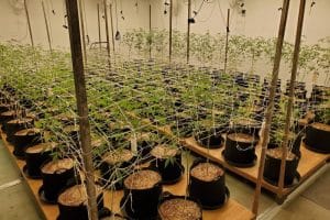 stolen vehicles collection (3)