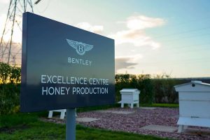 Bentley-Honey-(7)