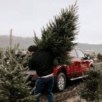 tips for safely transporting christmas tree 02