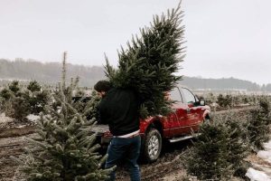 tips for safely transporting christmas tree 02