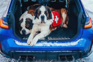 331424851_929664694833677_4753579633295800164_n