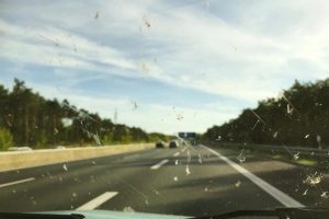 insects-windscreen