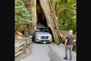 nissan suv stuck in tree